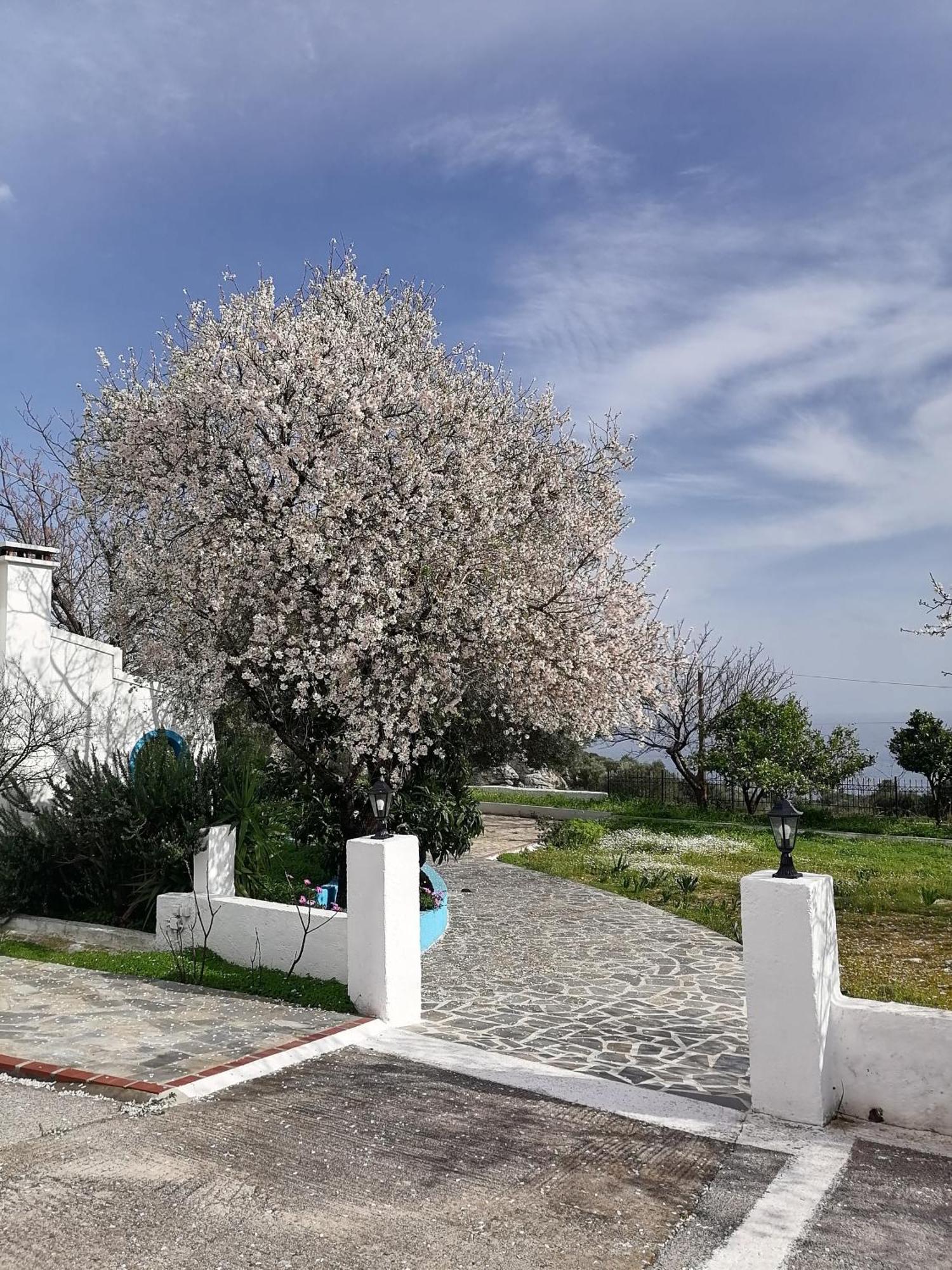 Studios Ioanna Limnionas Samos Маратокампос Екстер'єр фото